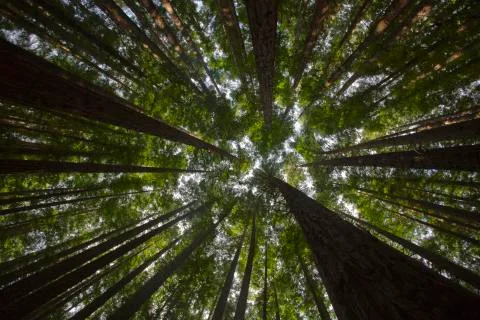 Pine Forest with light through trees Foto stock