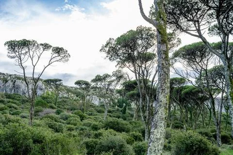 Pine forest with limestone ridge background Stock Photos