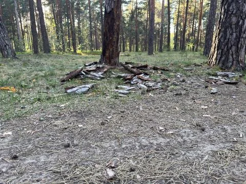 Pine forest litter with fallen bark and dry needles, natural texture of for.. Stock Photos