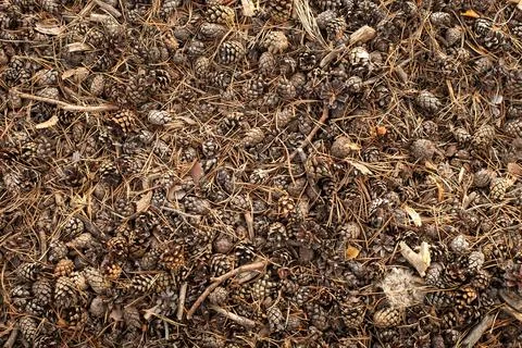 Pine forest litter texture. Cones and needles. Stock Photos