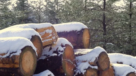 Pine Forest Logs with Snow Stockbeeldmateriaal 98678466