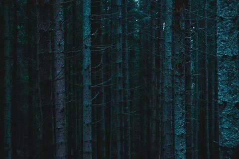 Pine forest, long empty trees Stock Photos