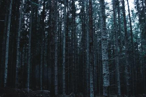 Pine forest, long empty trees Stock Photos