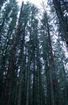 Pine forest, long empty trees Stock Photos