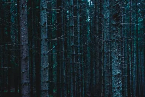 Pine forest, long empty trees Stock Photos