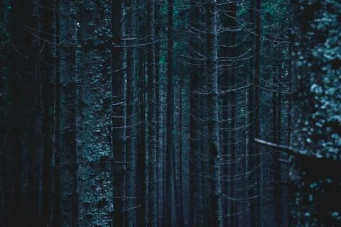 Pine forest, long empty trees Stock Photos