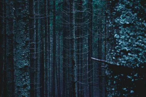 Pine forest, long empty trees Stock Photos