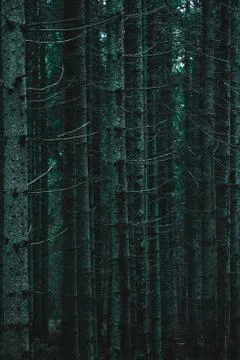 Pine forest, long empty trees Stock Photos