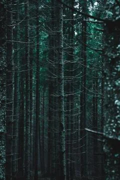 Pine forest, long empty trees Stock Photos