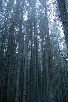 Pine forest, long empty trees Stock Photos
