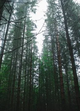 Pine forest, long empty trees Stock Photos