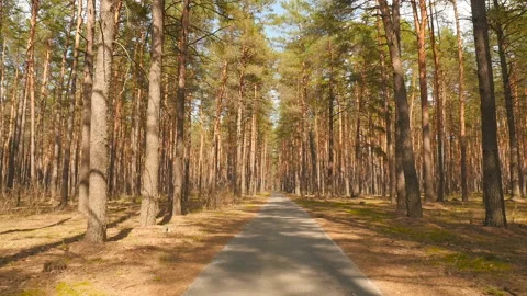 Pine forest with a long road. Beautiful place. The bright rays of the sun. The Stock Footage 119825152