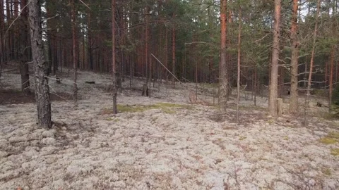 Pine forest with lots of moss at sunset Stock Footage 138933956