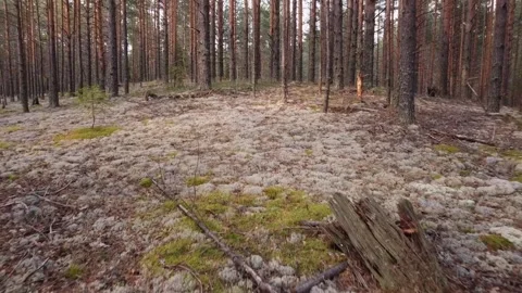 Pine forest with lots of moss at sunset Stock Footage 138933978