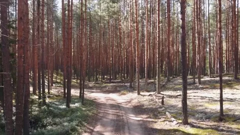 Pine forest with lots of moss at sunset Stock Footage 138934055