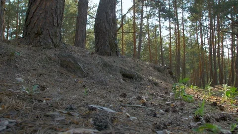Pine Forest Low Angle Stock Footage 113616025