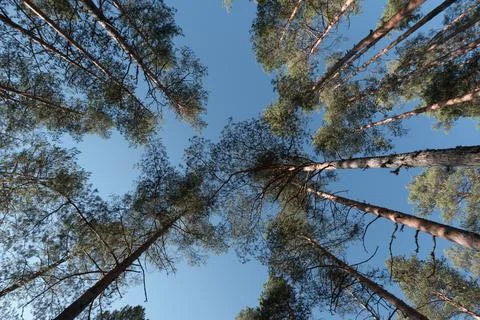 In the pine forest. Lower angle Foto stock