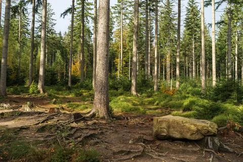 Pine forest. Many tree trunks as a background. Фото