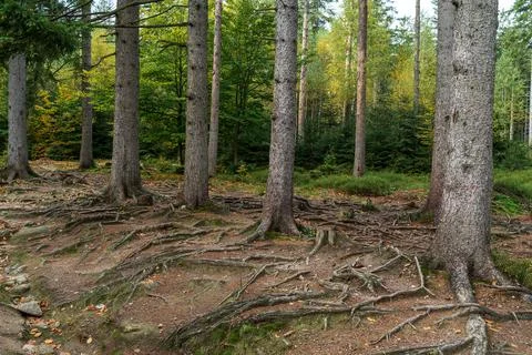 Pine forest. Many tree trunks as a background. Фото