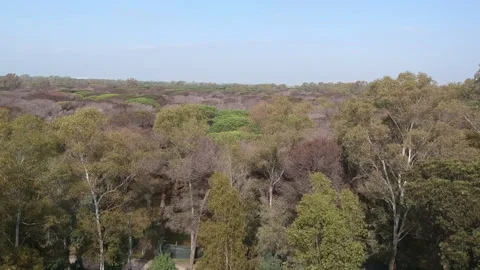 Pine forest with many trees killed by parasites 動画素材 261554442