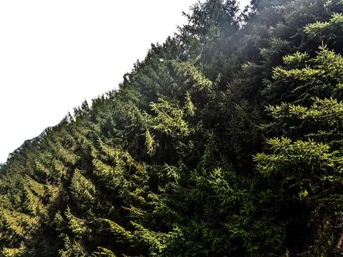 Pine forest in Maramures, Romania 库存照片