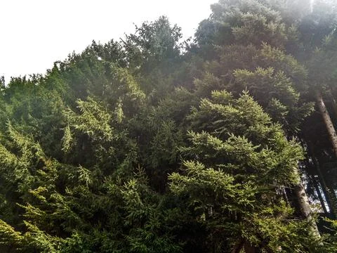 Pine forest in Maramures, Romania 库存照片