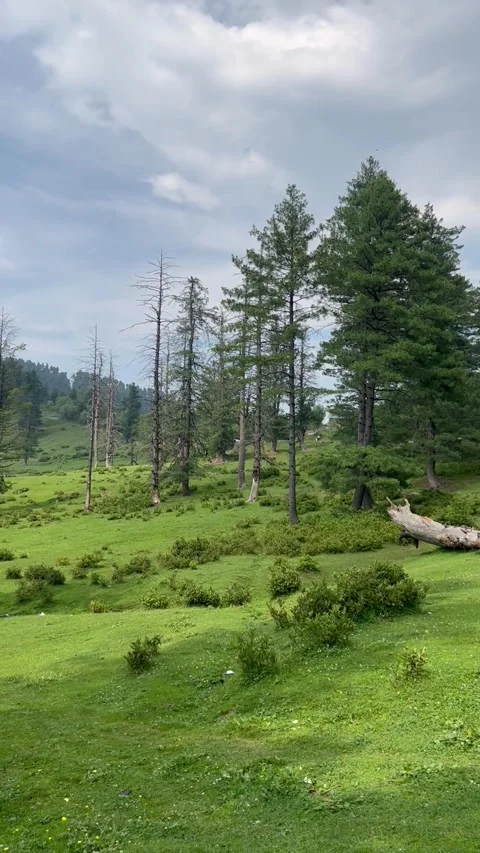 Pine Forest Meadow Landscape in Tangmarg Kashmir Stock Footage 341454761