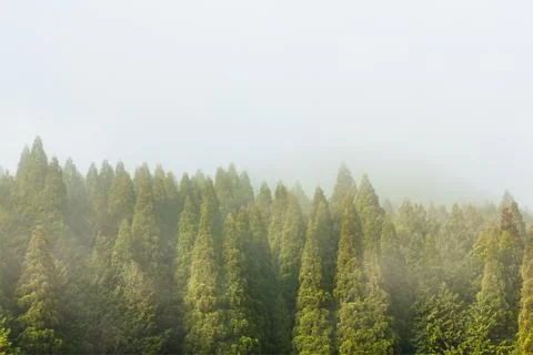 Pine forest in the mist. Stock Photos