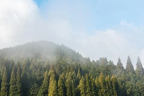 Pine forest in the mist. 스톡 사진