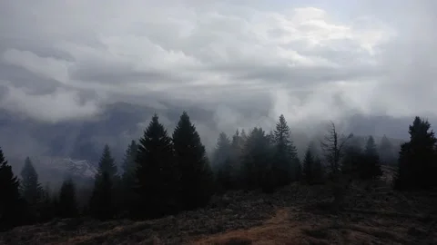 Pine forest with a misty mountain background (drone shot) 動画素材 167667310
