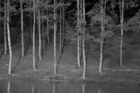 Pine forest monochrome Stock Photos