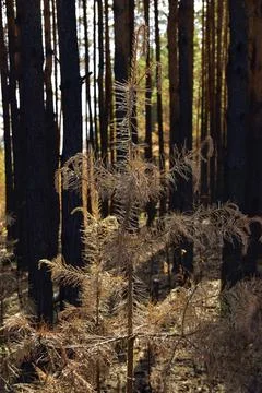 Pine forest a month after the ground fire. Stock Photos