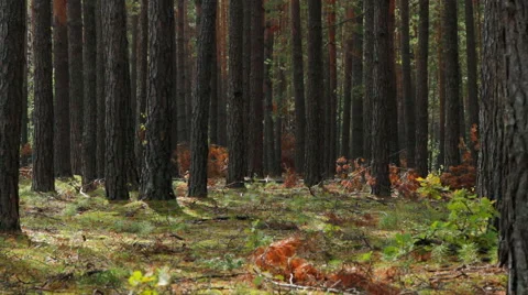 Pine forest at morning Vídeos de archivo 53542791