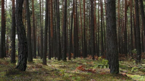 Pine forest at the morning Stock Footage 53797254