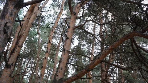 Pine forest in the morning Stock Footage 129671560