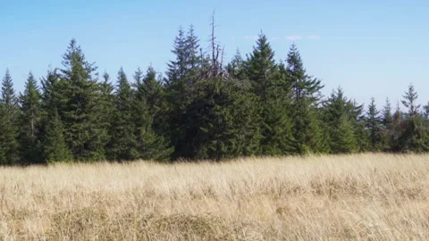 Pine forest in the morning Stock Footage 302885257