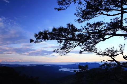 Pine Forest in the Morning Stock Photos