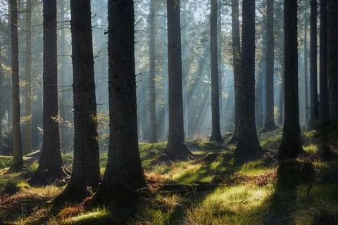 Pine forest in the morning Stock Photos