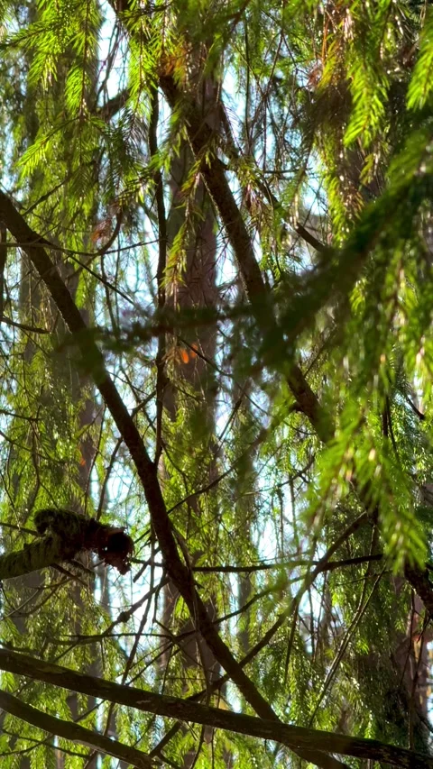 Pine forest in the morning with sun shining through branches Stock Footage 329058610