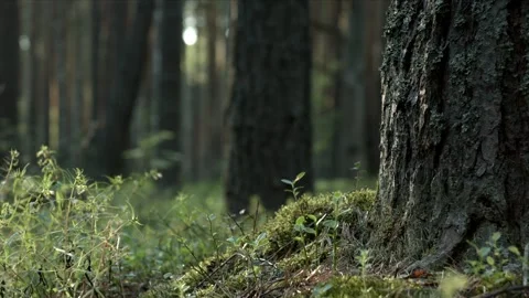 Pine forest with moss and dry branches and green plants Video stock 95177095