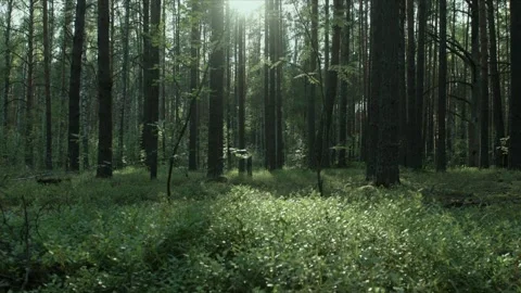 Pine forest with moss and dry branches and sun rays Stockbeeldmateriaal 95177129