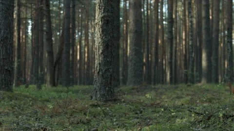 Pine forest with moss and dry branches ans bark Stock Footage 95177144