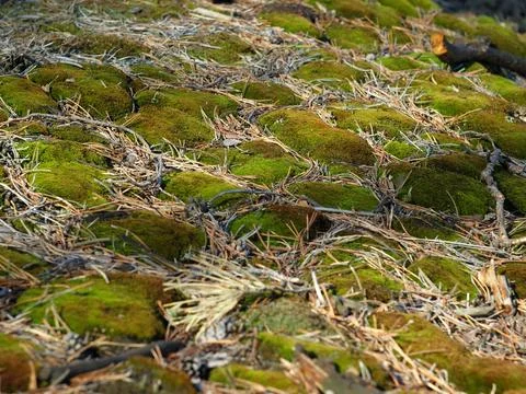 In the pine forest. Moss and pine needles Stock Photos