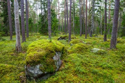 Pine forest with moss covered rocks. Lahemaa national park, Estonia Stock Photos