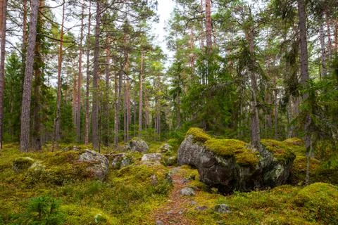 Pine forest with moss covered rocks. Lahemaa national park, Estonia Stock Photos