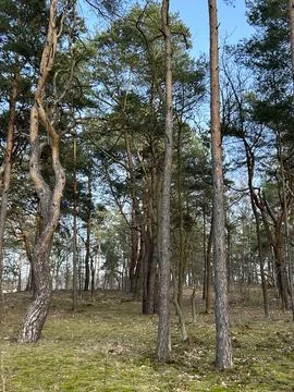 Pine Forest With Mossy Ground and Natural Tree Shapes. Stock Photos
