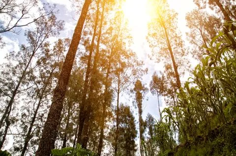 Pine Forest on Mount Bromo with some corn fields Foto stock