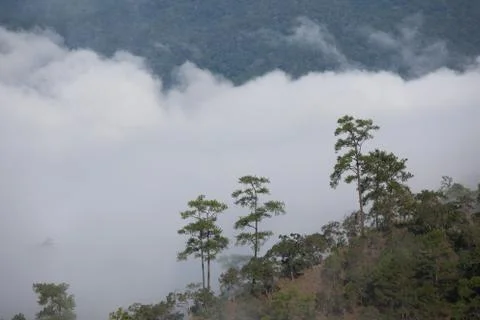 Pine forest on the mountain after raining  chiang mai thailand Foto stock