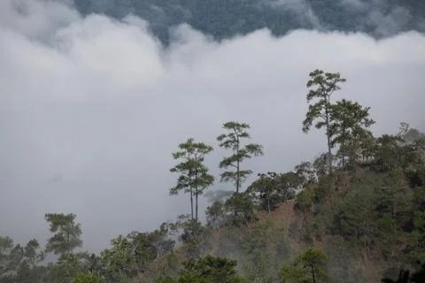 Pine forest on the mountain after raining  chiang mai thailand Stock Photos