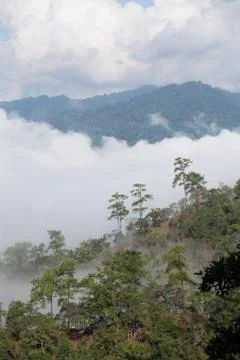 Pine forest on the mountain after raining  chiang mai thailand Stock Photos